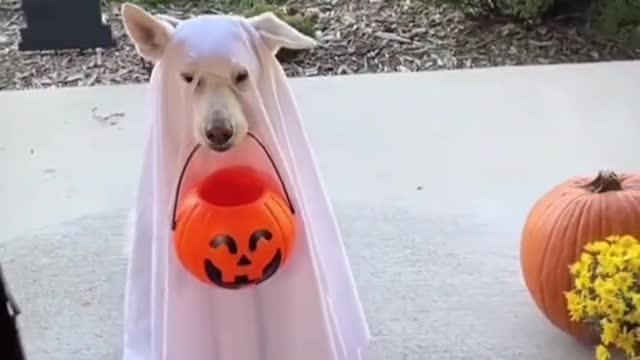 lovely patient dog🥰🥰. love the ghost 👻 🥰🥰