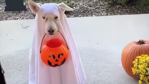 lovely patient dog🥰🥰. love the ghost 👻 🥰🥰