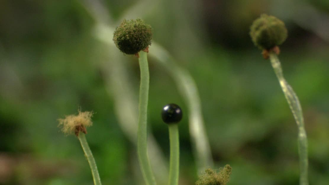 How moss germinates in the forest