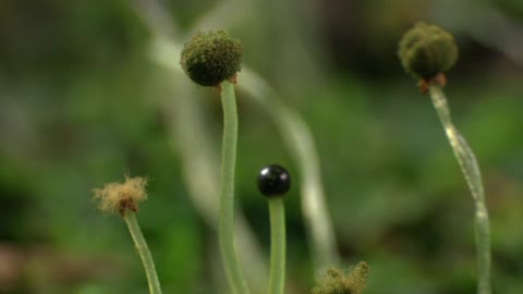 How moss germinates in the forest