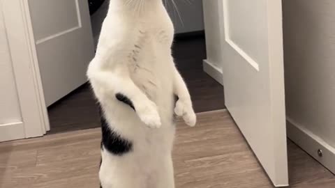 cat vs water