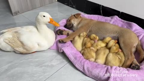 The puppy stole the duckling!The mother duck's reaction embarrassed the puppy.🤣Funny cute animals