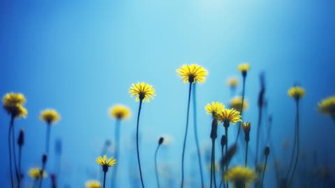 Relaxing Saxophone Music for Stress Relief
