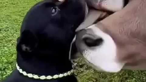 Funny animal short video