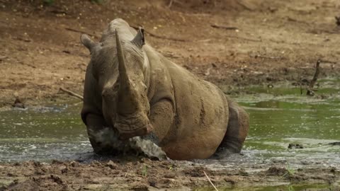 African Wildlife | Afirican Nature