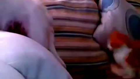 videoplayback