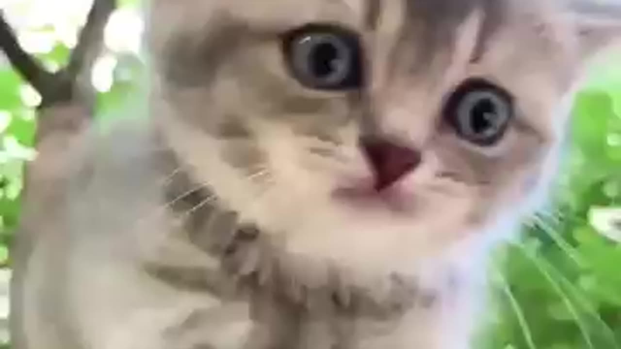 Funny cat 😸 video funny animal