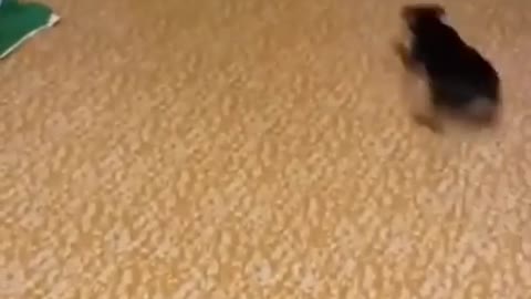 Funny fake huge lion and tiger pranks on dogs and cats pranks 😂