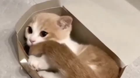 Cat is playing in box