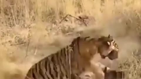 Tigress animal