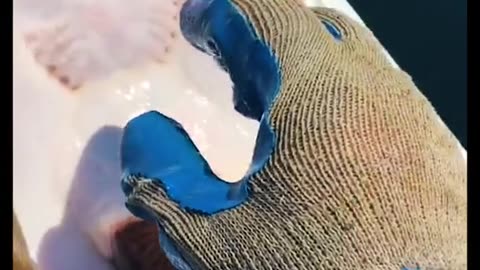 Funniest Animals 2023 - Funny Cats and Dogs | Funny Animal Videos 2023