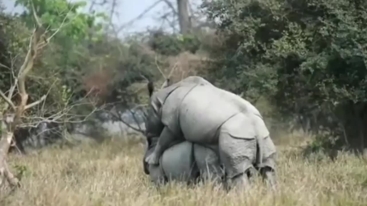 Wildlife in closer view with a natural perspective.