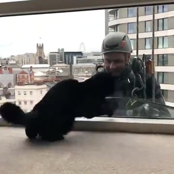 Window Washer and the Kitty