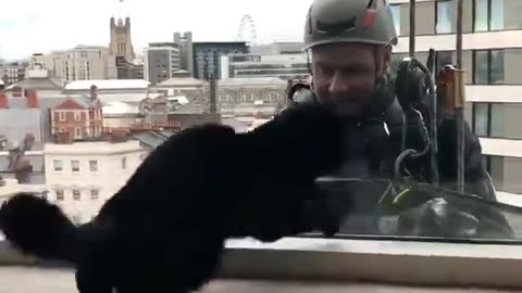 Window Washer and the Kitty