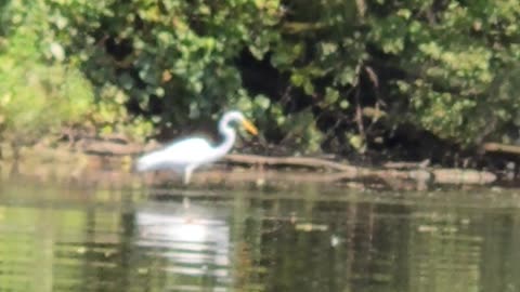 Great white egret