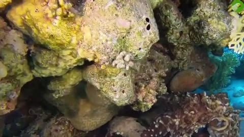 Sea creature having fun must watch#Octopas