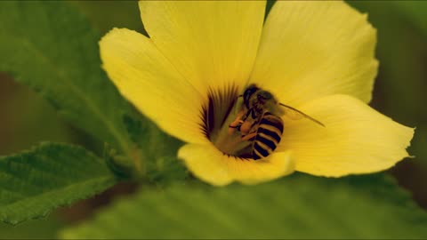 The bee absorbs nectar to make honey