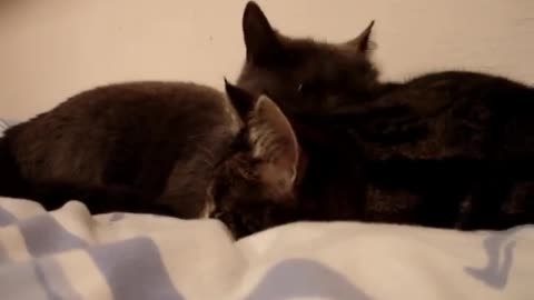 Talking cats