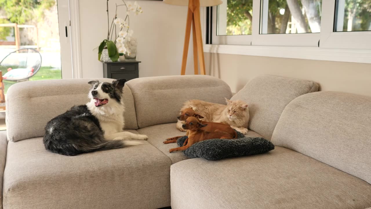 Animals Funny Videos 😂 #shorts #funnyvideos #animalfunnyscene