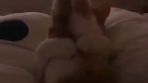 cat funny #74 Lovely cutest animals | Cute Animals