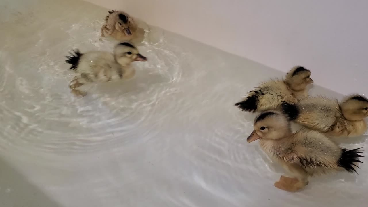 Ducklings in the bathtub
