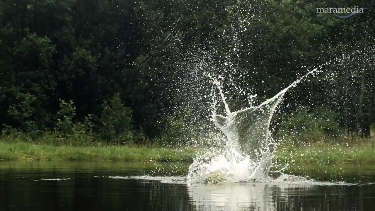 An osprey fishing in spectacular super slow motion | Highlands - Scotland's Wild Heart