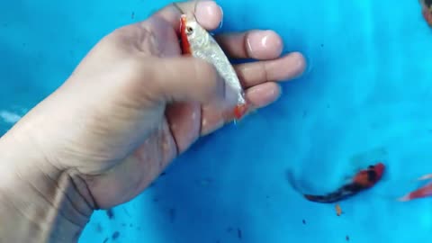 Tutorial on choosing quality koi fish