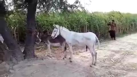 Donkey Meeting 💕