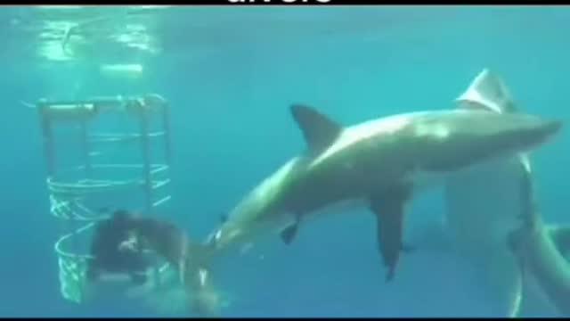 Shark warns outsider to keep away from the divers