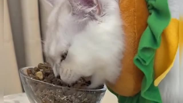 The cat licked up the milk.
