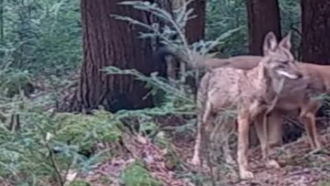 @okwildlifedept did this and it hit my heart ✨