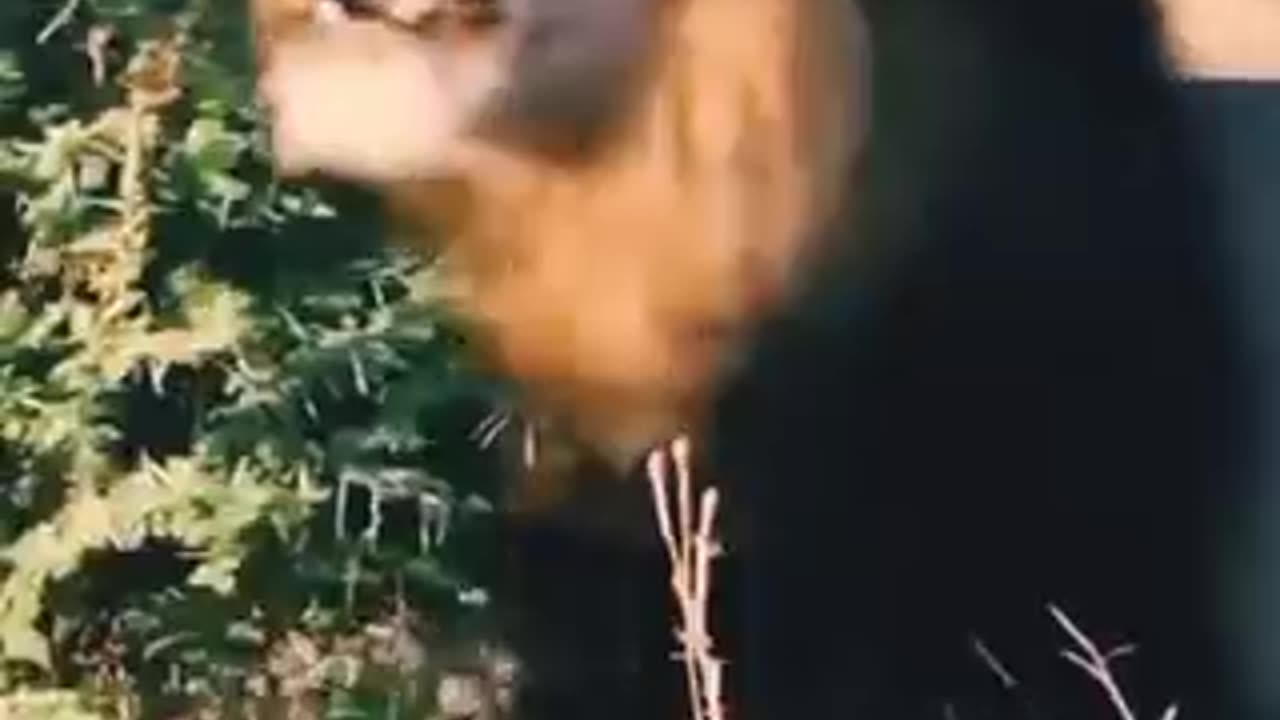 "The Majestic Lion: Roaring King of the Kingdom"