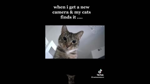 Funniest Animals Videos 2023 😹 Try Not To Laugh Funny Dogs And Cat 😁
