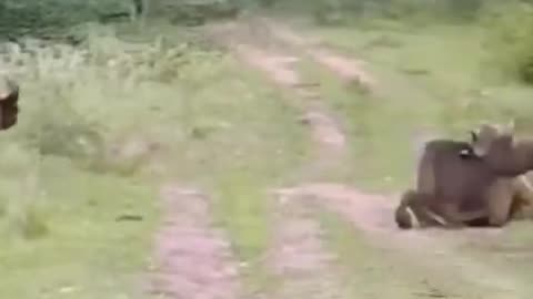 Animal Video