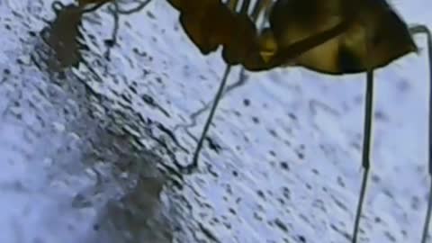 see ant activity with 1000x macro zoom camera