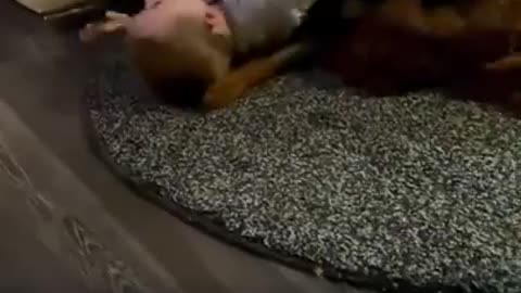 Wholesome - Kid is not feeling lonely because his best friend is there to play