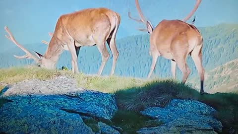 Deer हरिन(3)