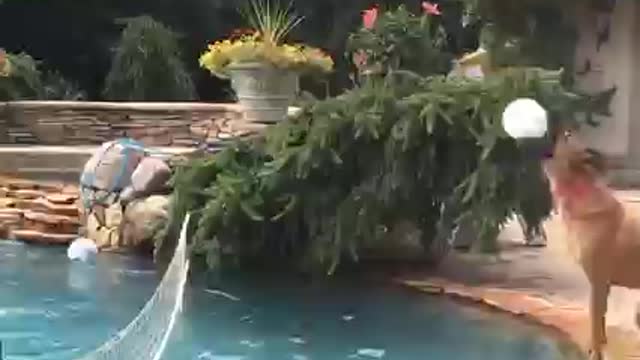 TRY NOT TO LAUGH