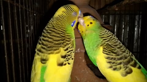 Viral birds video