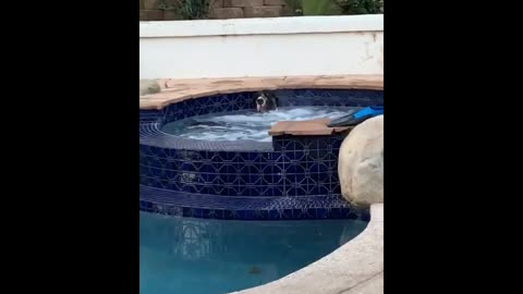 unny animals (super 3 minute funny) cats and dogs