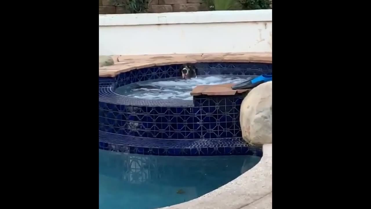 unny animals (super 3 minute funny) cats and dogs