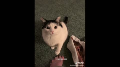 When a cat is possessed by a playboy