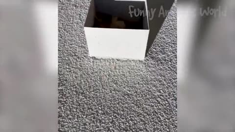 Animal funny 🤣 video
