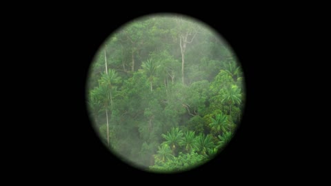 Tanah Papua: A Paradise for Birds