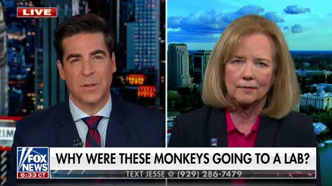 The Senior Vice President of PETA on the monkeys that escaped from a crashed truck
