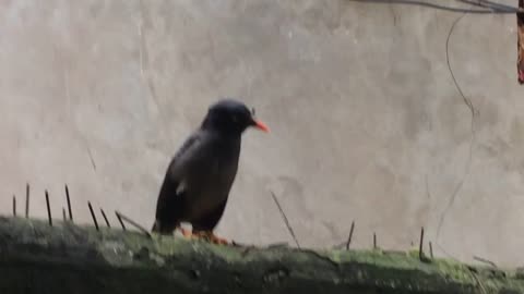 Village birds so cute_USA