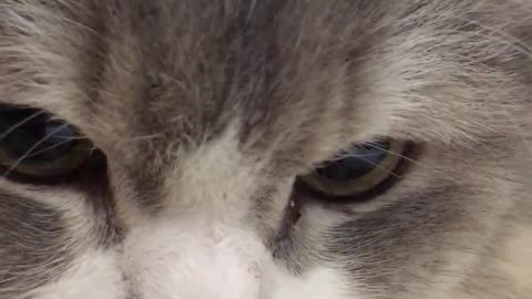 A cat wagging its Tail