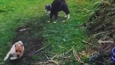Animal entertainment video cats dancing