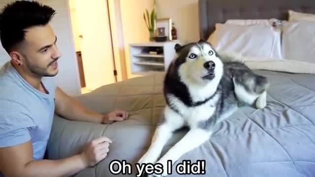 Husky talking