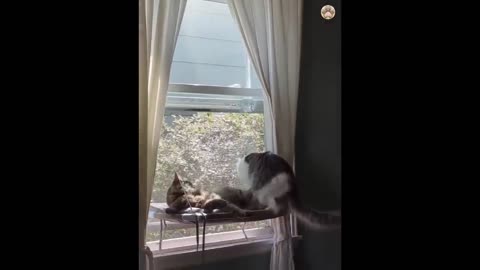 New Funny Animals -- Funniest Cats and Dogs Videos